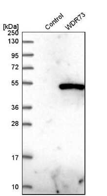 Western Blot: WDR73 Antibody [NBP1-82219]
