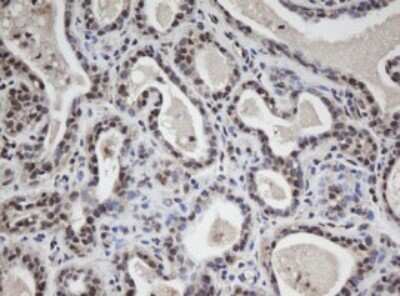 Immunohistochemistry: WDR74 Antibody (OTI4B2) - Azide and BSA Free [NBP2-74867]
