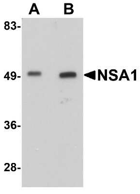 Western Blot: WDR74 AntibodyBSA Free [NBP1-77140]