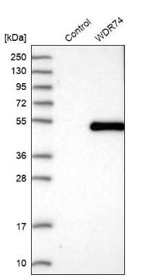 Western Blot: WDR74 Antibody [NBP1-84623]