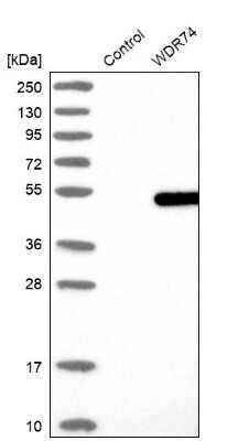 Western Blot: WDR74 Antibody [NBP2-38411]