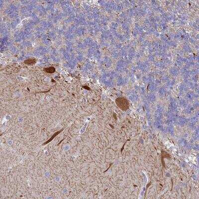 Immunohistochemistry-Paraffin: WDR76 Antibody [NBP1-82272]