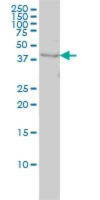 Western Blot: WDR77 Antibody (3F10) [H00079084-M01]