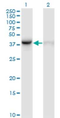 Western Blot: WDR77 Antibody (3F10) [H00079084-M01]