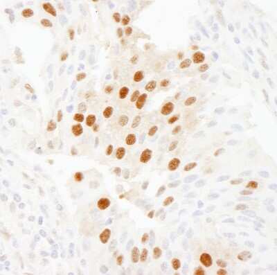 Immunohistochemistry: WDR77 Antibody [NB100-77305]