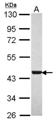 Western Blot: WDR77 Antibody [NBP2-20901]