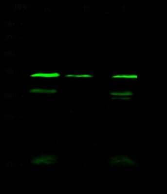 Western Blot: WDR77 Antibody [NBP2-98916]