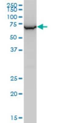 Western Blot: WDR79 Antibody (1F12) [H00055135-M04]