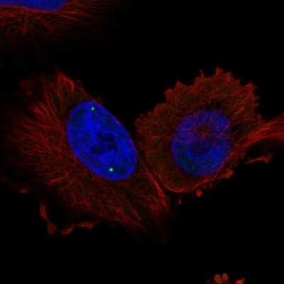 Immunocytochemistry/ Immunofluorescence: WDR79 Antibody [NBP2-56099]