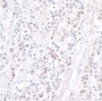 Immunohistochemistry-Paraffin: WDR79 Antibody [NB100-68252]