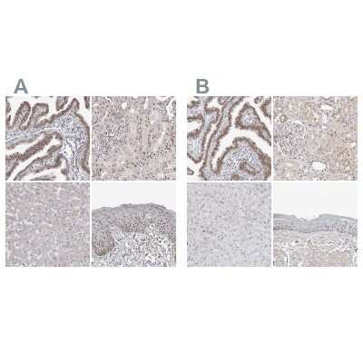 Immunohistochemistry-Paraffin: WDR79 Antibody [NBP1-92593]