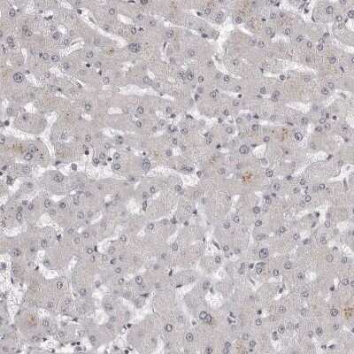 Immunohistochemistry-Paraffin: WDR79 Antibody [NBP1-92593]