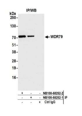 Immunoprecipitation: WDR79 Antibody [NB100-68252]