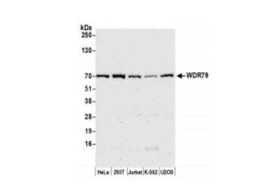 Western Blot: WDR79 Antibody [NB100-68252]