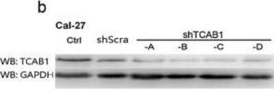 Western Blot: WDR79 Antibody [NB100-68252]