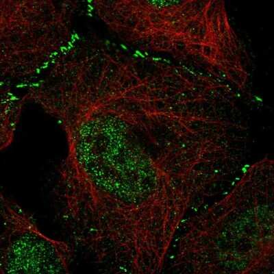 Immunocytochemistry/ Immunofluorescence: WDR8 Antibody [NBP1-86851]