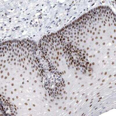 Immunohistochemistry: WDR8 Antibody [NBP1-86851]