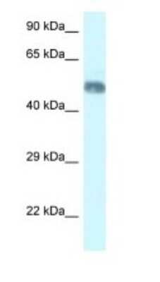 Western Blot: WDR8 Antibody [NBP1-82413]