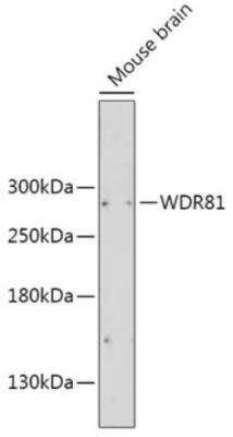 Western Blot: WDR81 AntibodyAzide and BSA Free [NBP3-05649]