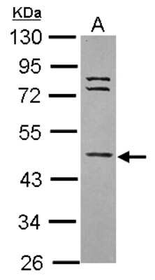 Western Blot: WDR85 Antibody [NBP2-20902]