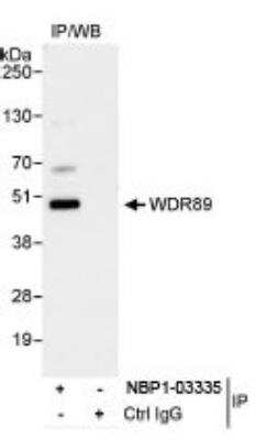 Immunoprecipitation: WDR89 Antibody [NBP1-03335]