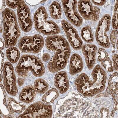 Immunohistochemistry-Paraffin: WDR9 Antibody [NBP1-89878]