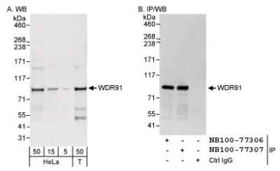 Western Blot: WDR91 Antibody [NB100-77307]