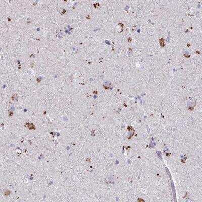 Immunohistochemistry-Paraffin: WDR97 Antibody [NBP2-49296]