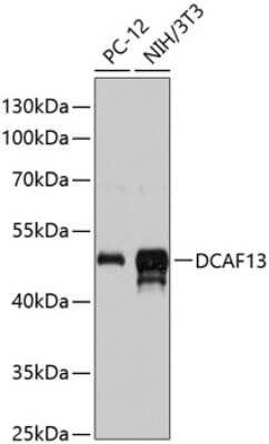 Western Blot: WDSOF1 AntibodyAzide and BSA Free [NBP2-93846]