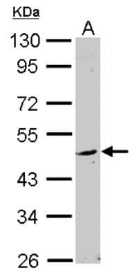 Western Blot: WDSUB1 Antibody [NBP2-20904]