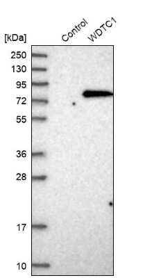 Western Blot: WDTC1 Antibody [NBP1-89233]