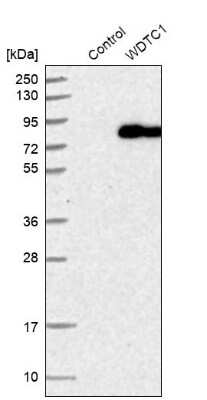 Western Blot: WDTC1 Antibody [NBP1-89234]