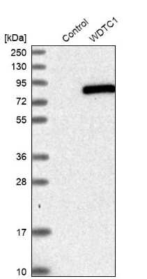 Western Blot: WDTC1 Antibody [NBP1-89235]