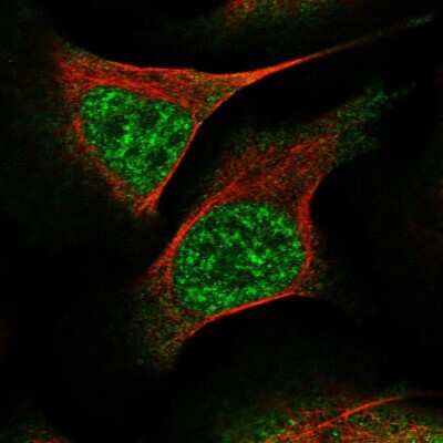 Immunocytochemistry/ Immunofluorescence: WEE2 Antibody [NBP1-83676]