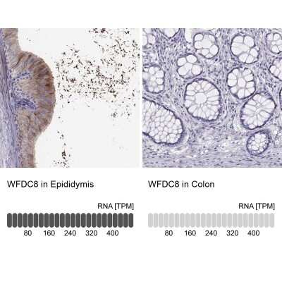 Immunohistochemistry-Paraffin: WFDC8 Antibody [NBP2-62608]