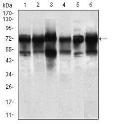 Western Blot: WHSC2 Antibody (6B11H8)BSA Free [NBP2-37394]