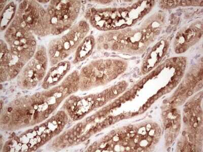 Immunohistochemistry: WIBG Antibody (OTI5E2) [NBP2-46366]