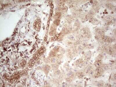 Immunohistochemistry: WIBG Antibody (OTI5E2) [NBP2-46366]