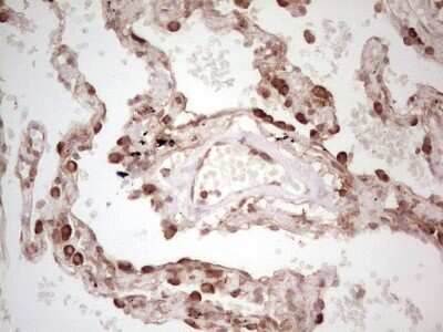 Immunohistochemistry: WIBG Antibody (OTI5E2) [NBP2-46366]