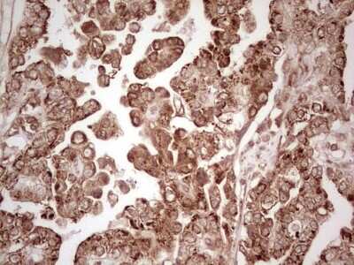 Immunohistochemistry: WIBG Antibody (OTI5E2) [NBP2-46366]