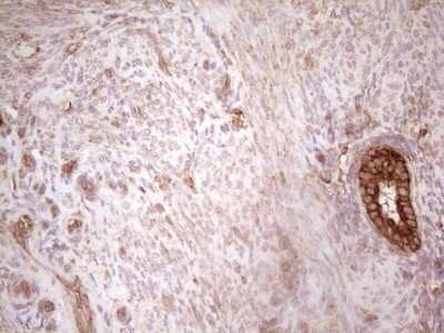 Immunohistochemistry: WIBG Antibody (OTI5E2) [NBP2-46366]