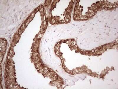 Immunohistochemistry: WIBG Antibody (OTI5E2) [NBP2-46366]