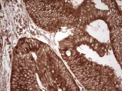 Immunohistochemistry: WIBG Antibody (OTI5E2) - Azide and BSA Free [NBP2-74868]