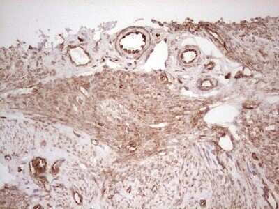 Immunohistochemistry: WIBG Antibody (OTI5E2) - Azide and BSA Free [NBP2-74868]
