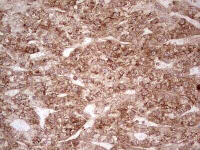Immunohistochemistry: WIBG Antibody (OTI5E2) - Azide and BSA Free [NBP2-74868]