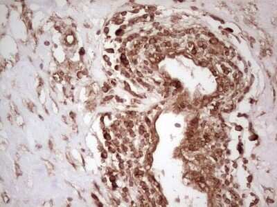 Immunohistochemistry: WIBG Antibody (OTI5E2) - Azide and BSA Free [NBP2-74868]