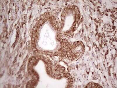 Immunohistochemistry: WIBG Antibody (OTI5E2) - Azide and BSA Free [NBP2-74868]