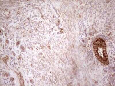 Immunohistochemistry: WIBG Antibody (OTI5E2) - Azide and BSA Free [NBP2-74868]