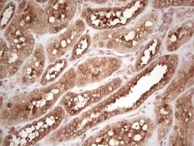 Immunohistochemistry: WIBG Antibody (OTI5E2) - Azide and BSA Free [NBP2-74868]