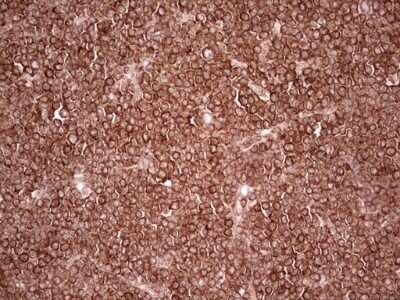 Immunohistochemistry: WIBG Antibody (OTI5E2) - Azide and BSA Free [NBP2-74868]